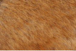 Photo Textures of Animals Skin